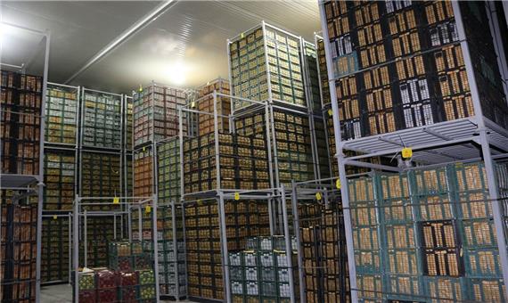 فاسد شدن ذخایر سیب و پرتقال به علت طمع‌کاری دلالان