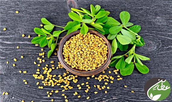 گیاهی ضد سرفه به نام تخم شنبلیله