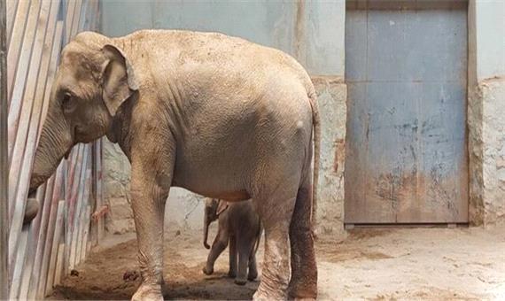 آخرین وضعیت فیل متولد شده در باغ وحش ارم