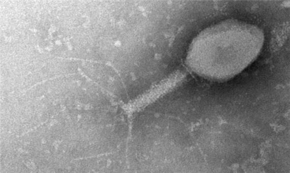 توانایی باکتری‌ها برای ایجاد ایمنی قوی در برابر ویروس‌ها