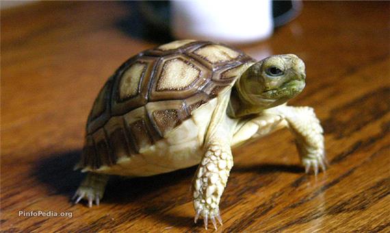 راه رفتن سرعتی لاک‌پشت‌ها رو دیده بودین؟!