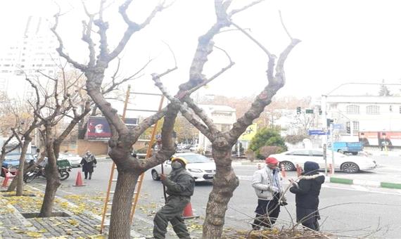 درختان شمال تهران آماده خواب زمستانی شدند