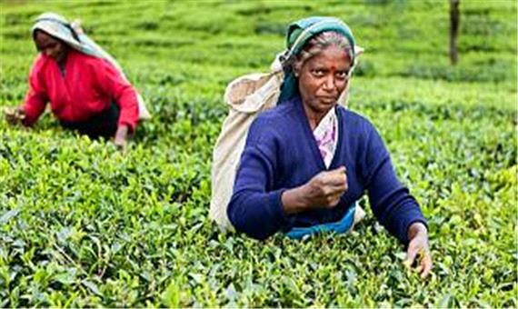 فراهم شدن مقدمات آزادسازی طلب معوق ایران در سریلانکا؛ چای در برابر نفت