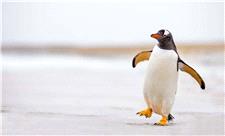 تلاش یک پنگوئن برای رسیدن به خانواده‌اش