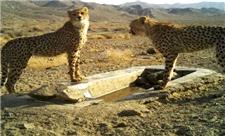 خبری نگران کننده درباره یوزپلنگ ایرانی