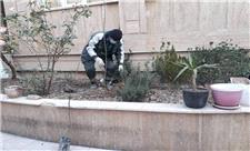 طرح نهضت درختکاری در منازل شهروندان منطقه 11 آغاز شد