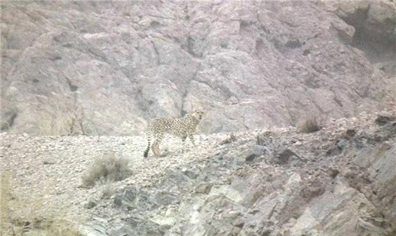 مشاهده یوزپلنگ ایرانی در یزد پس از 6 سال