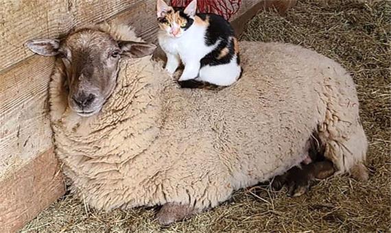 دوستی صمیمی یک گربه و گوسفند پشمالو