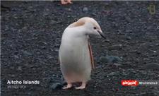 ویدئویی جالب از پنگوئن زال