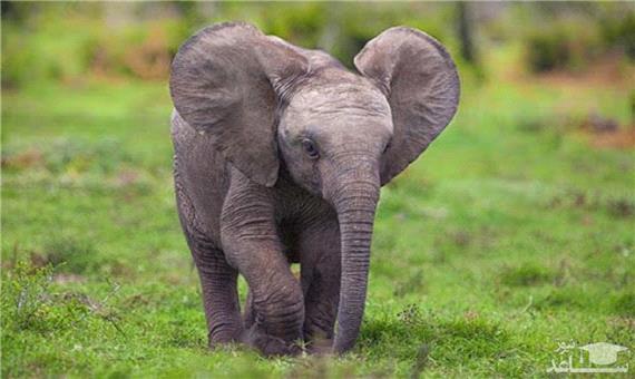 پناه بردن دیدنی بچه فیل به آغوش مادرش