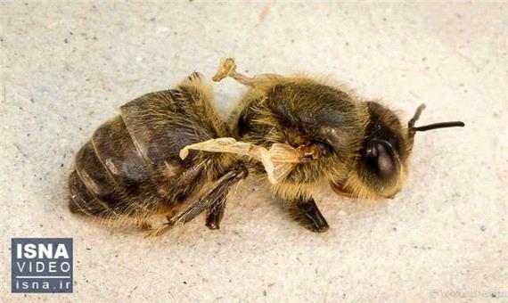 ویروسی کشنده برای زنبورهای جهان