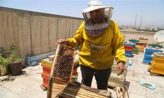 اجرای طرح زنبورداری شهری در محله کیانشهر منطقه 15