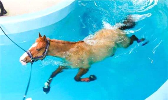 اسب شناگر دیده بودین؟
