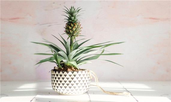گوناگون/ راحت‌ترین روش پرورش آناناس در خانه