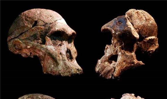 فسیل‌های «گهواره نوع بشر»؛ یک میلیون سال قدیمی‌تر از آنچه می‌اندیشیدیم