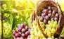 مصرف روزانه انگور به افزایش طول عمر کمک می کند