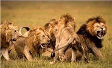 درگیری شیرها با یکدیگر باعث فرار طعمه شد!