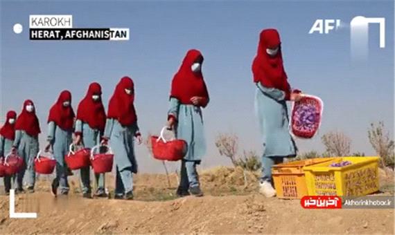 دختران افغان به جای حضور در مدارس، زعفران برداشت می‌کنند