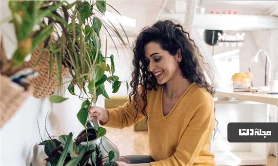 دفع انرژی منفی با این گیاهان آپارتمانی