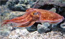 تصویر بی نظیر از بچه ماهی مرکب در اعماق اقیانوس