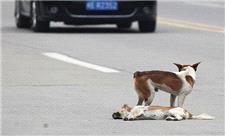 تصادف دلخراش موتورسوار با یک سگ