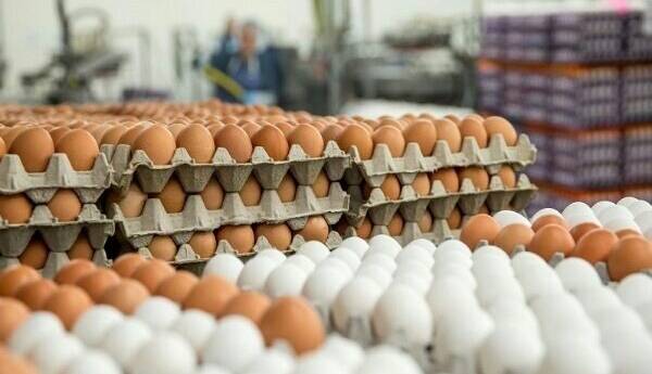آنچه باید از نحوه مصرف تخم مرغ بدانیم