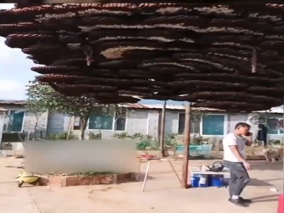 لانه غول پیکر زنبور جلیقه زرد در چین