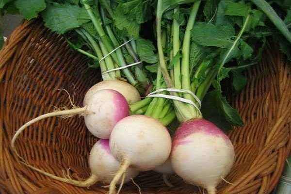 فواید جالب شلغم از زبان یک متخصص طب سنتی