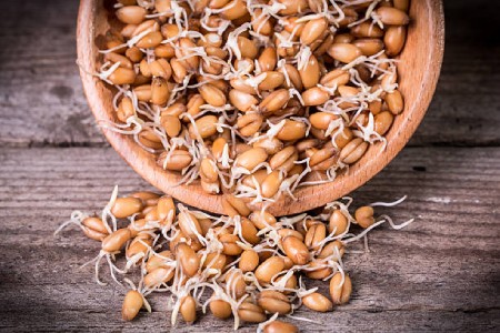 یک ماده موثر و مفید برای درمان سنگ کلیه جوانه گندم است