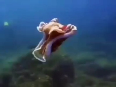 یک ماهی به شکل قالیچه شناور!