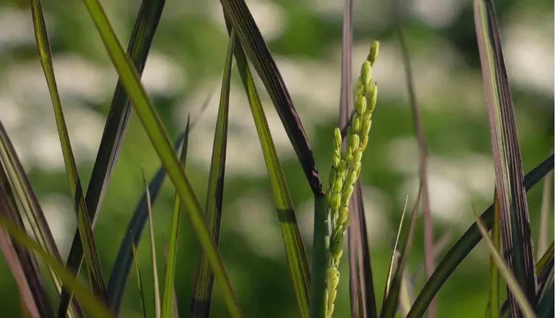 بریتانیا برای نخستین‌بار برنج کشت می‌کند؛ آزمایشی برای نجات خاک و کاهش انتشار کربن