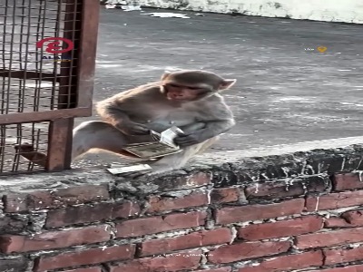 رفتار عجیب یک میمون در هند
