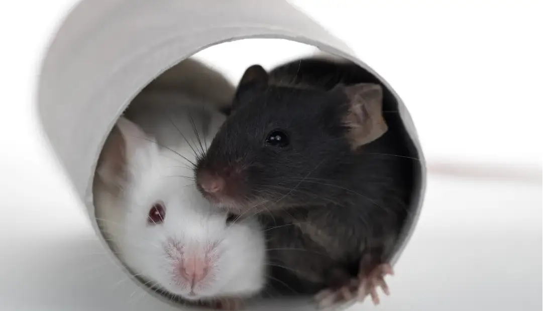 درمان ضدپیری جدید عمر موش‌ها را تا ۷۳ درصد افزایش داد؛ البته فقط در نرها