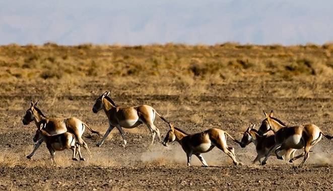 مسیر ۲۰ ساله احیای گورخر ایرانی در پارک ملی کویر