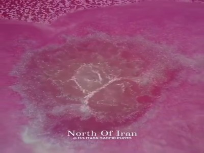 صورتی شدن گلفشان نفتلیجه بعد از چهار سال