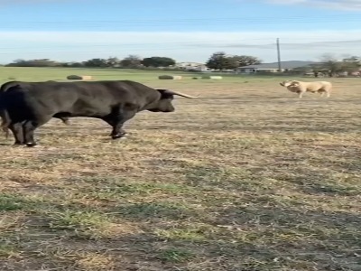 پیروزی قدرتمندانه گوسفند قهرمان