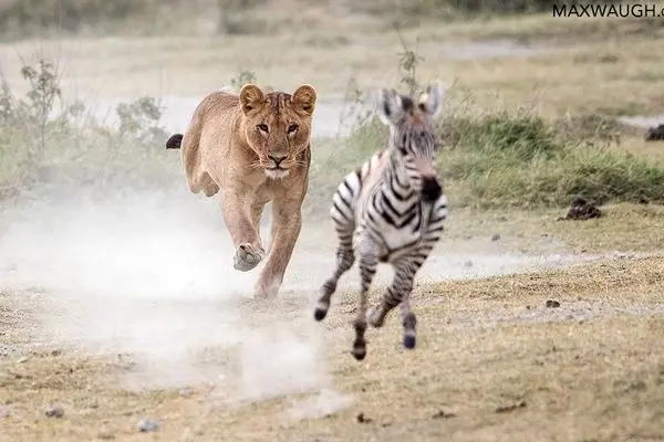 گورخر خسته، طعمه‌ای آسان برای شیرها!