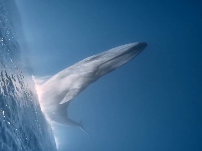 عظمت نهنگ در اقیانوس