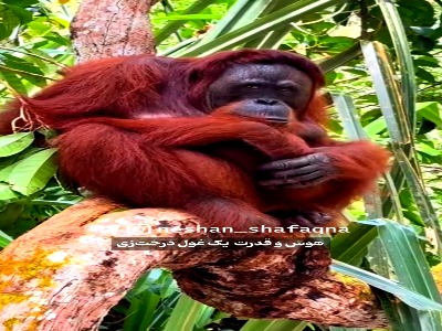 هوش و قدرت غول درخت زی