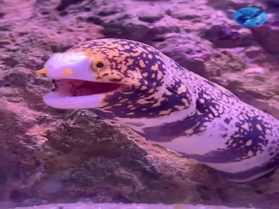 مارماهی پر ستاره گونه ای از ماهی پرتو