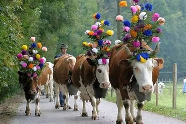 بازگشت رنگارنگ دام‌ها از ارتفاعات آلپ