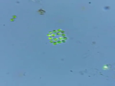 یک دقیقه سفر میکروسکوپی به درون یک قطره آبِ حوض