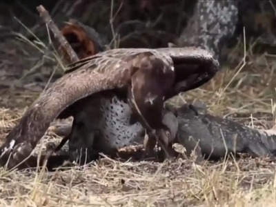 صحنه نادر شکار بزمجه توسط عقاب در طبیعت