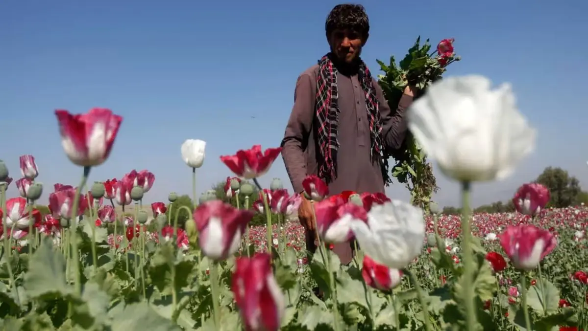 افغان‌ها دانش کشت خشخاش را به ایران آوردند!