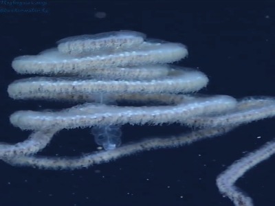 آپولمی، یک کلنی شناور دریایی