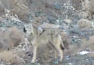 گله گرگ‌های خاکستری در جاشلوبار