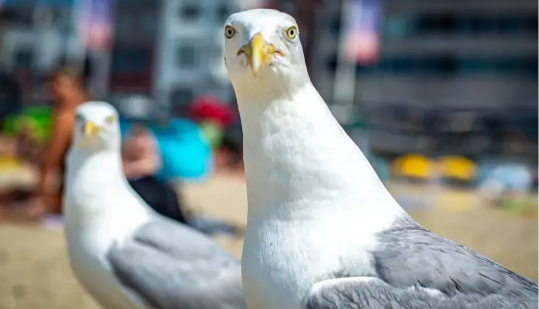 دانشمندان می‌گویند برای نجات غذایتان از دست مرغان دریایی کافی است بر سر آن‌ها فریاد بزنید
