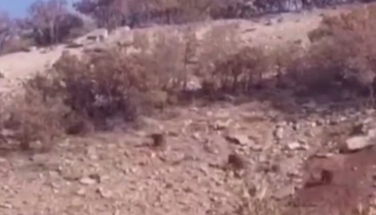 لحظه‌ای دیدنی از خرس مادر و توله‌ها