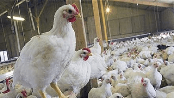 عاقبت مرغ های تریاکی از زبان رئیس دامپزشکی