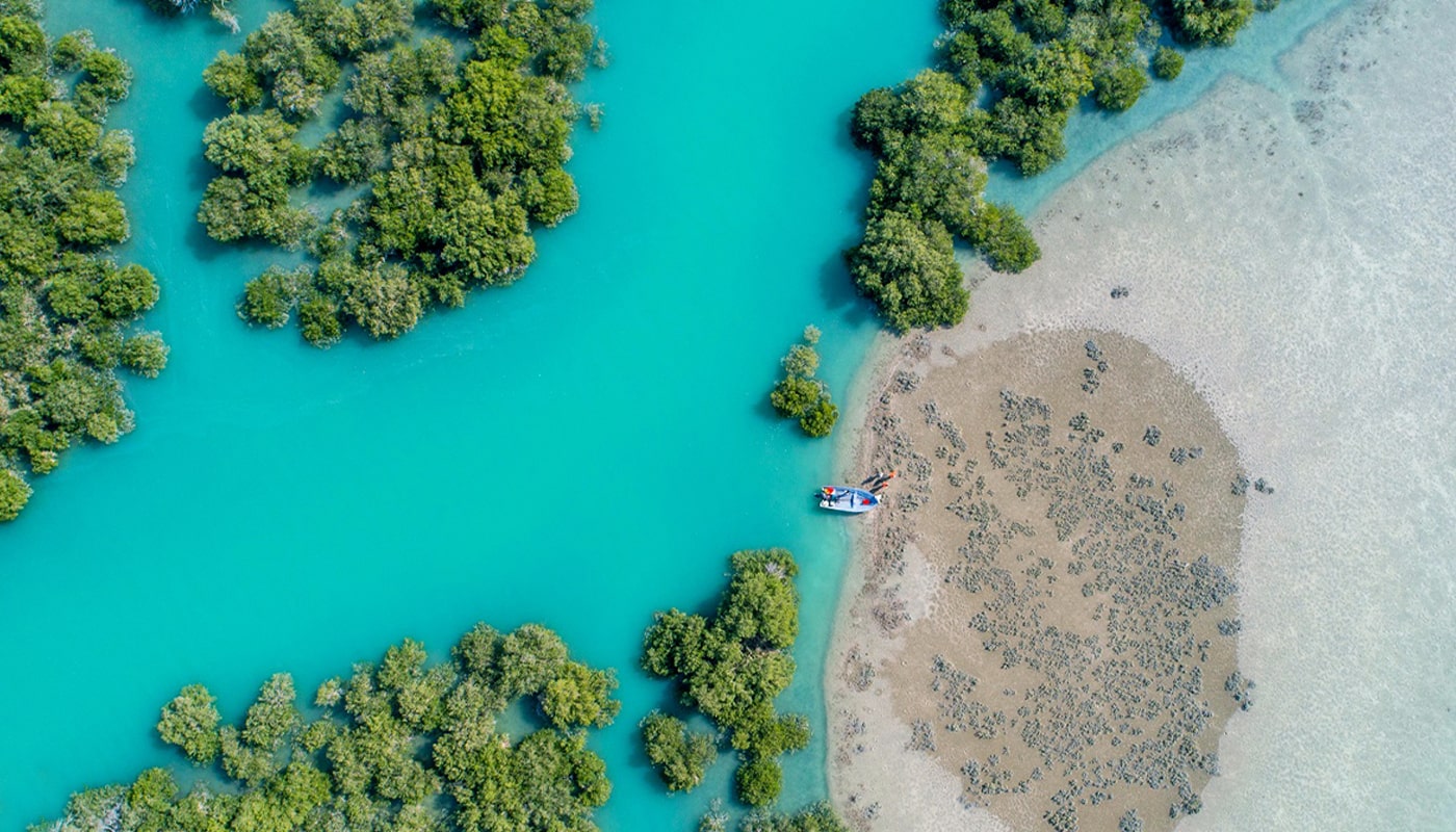 بزرگترین پوشش حرای جهان